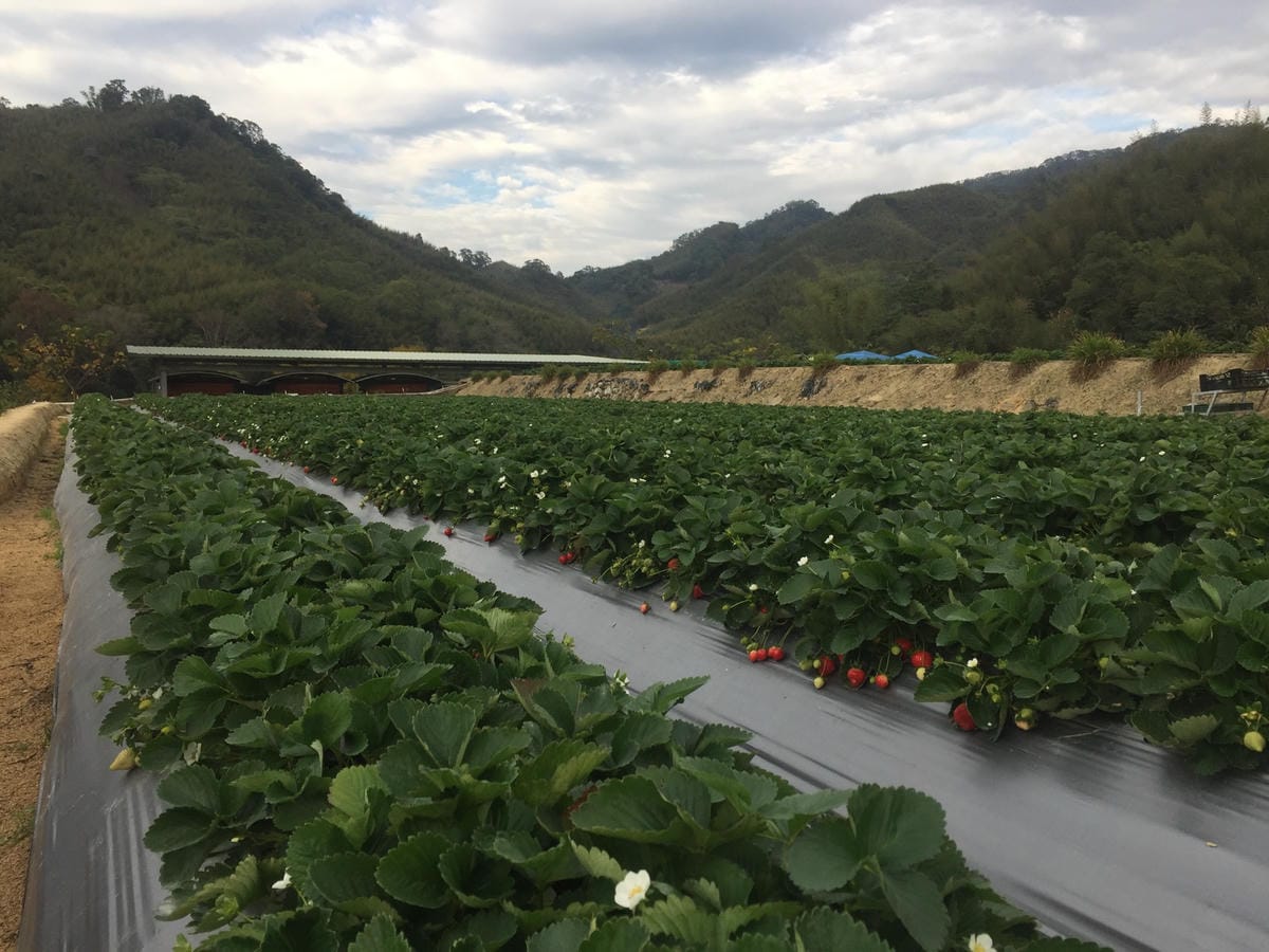 苗栗大湖草莓,現採草莓,草莓田