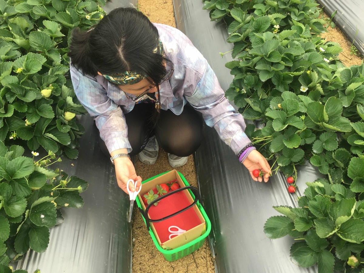 苗栗露營-大湖採草莓-女孩-禮盒-剪刀-採摘草莓