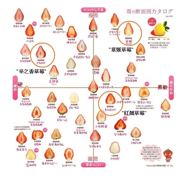 草莓軟硬度表,草莓形狀比較,重點 草莓軟硬度表,草莓形狀比較,重點