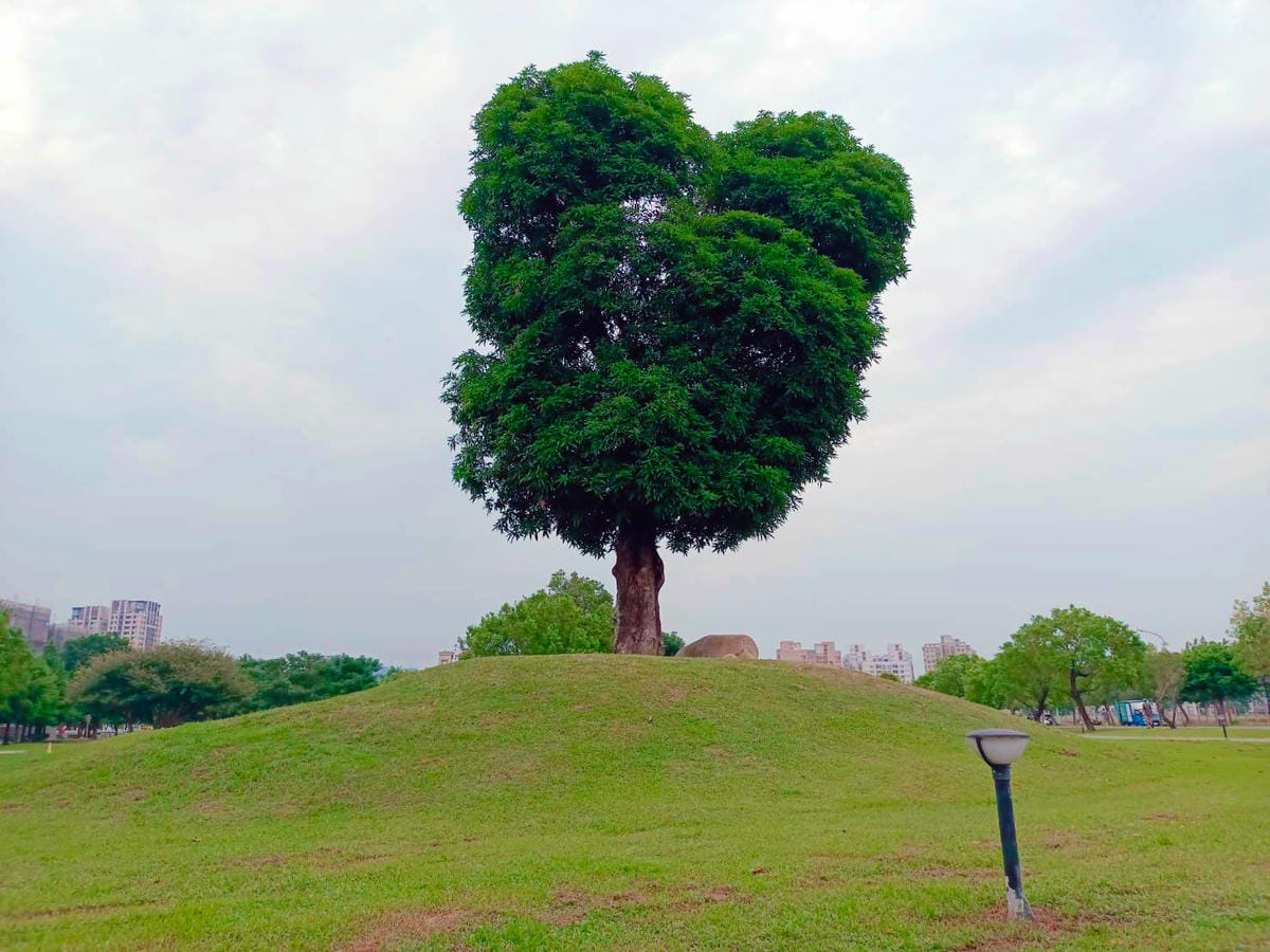 米奇樹,南興公園景觀,空拍標的物 米奇樹,南興公園景觀,空拍標的物