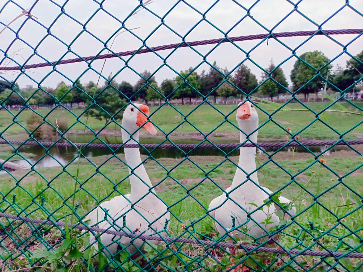 鵝鵝,南興公園,景觀動物