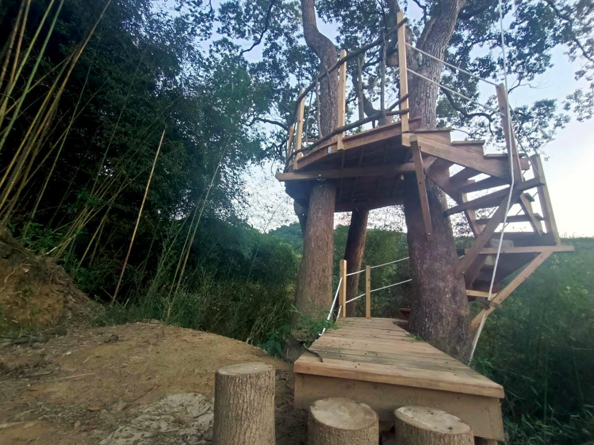 樹屋完成,樹屋協會,山上種樹