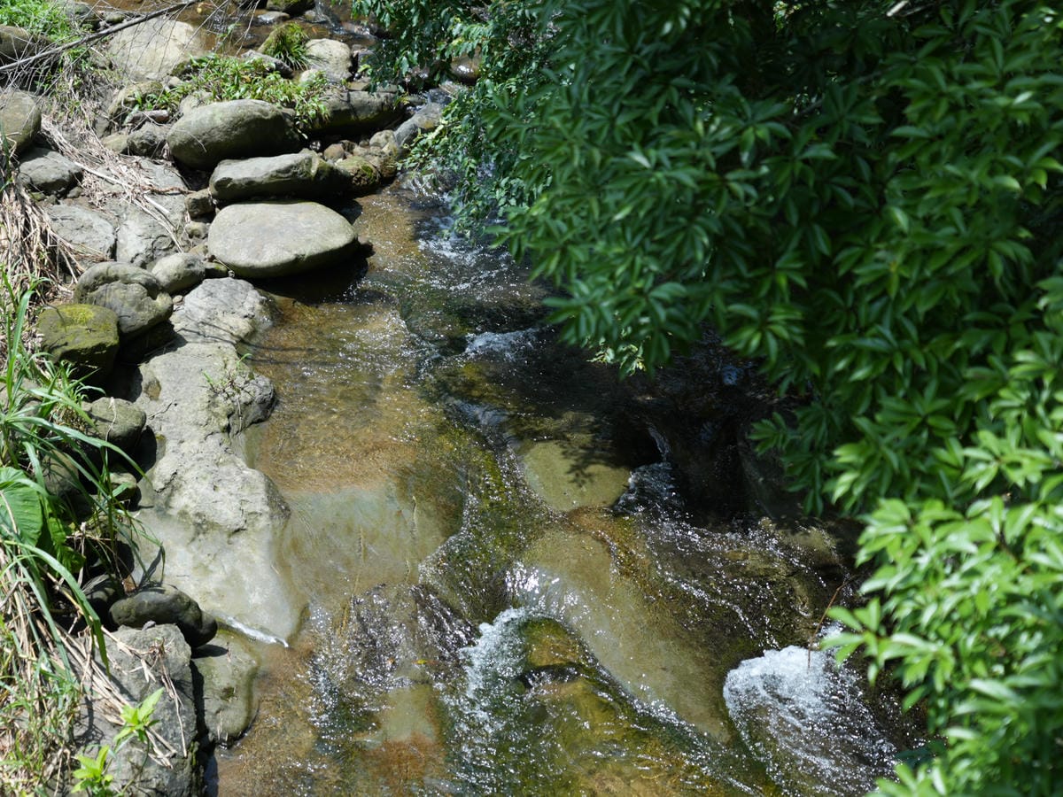 護漁步道,大窩生態園區,小溪流