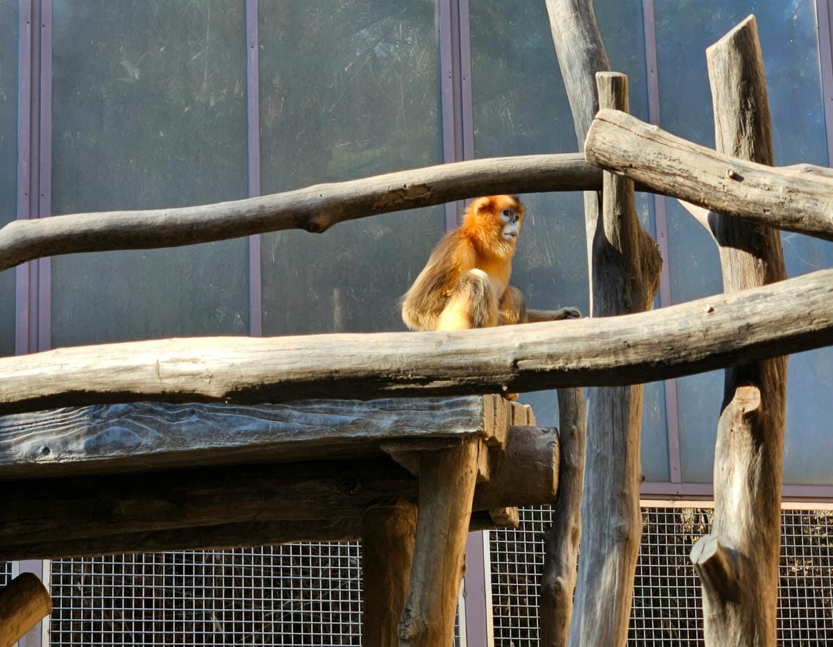 金絲猴,愛寶動物園,韓國旅遊 金絲猴,愛寶動物園,韓國旅遊