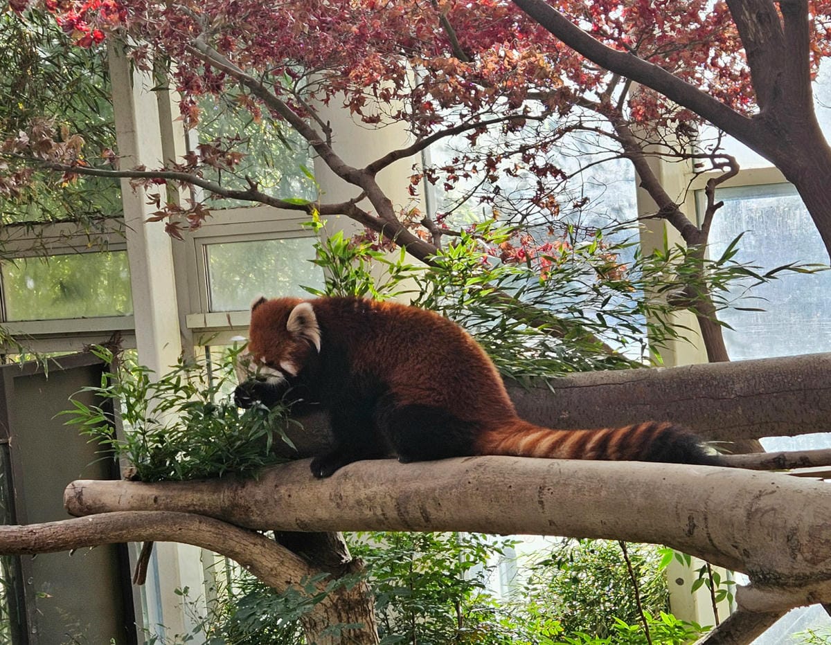 小浣熊,熊貓館,愛寶樂園 小浣熊,熊貓館,愛寶樂園