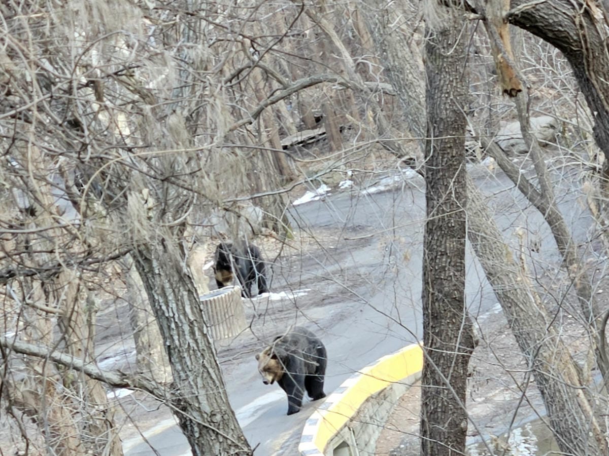 bear,野生動物區,에버랜드 bear,野生動物區,에버랜드