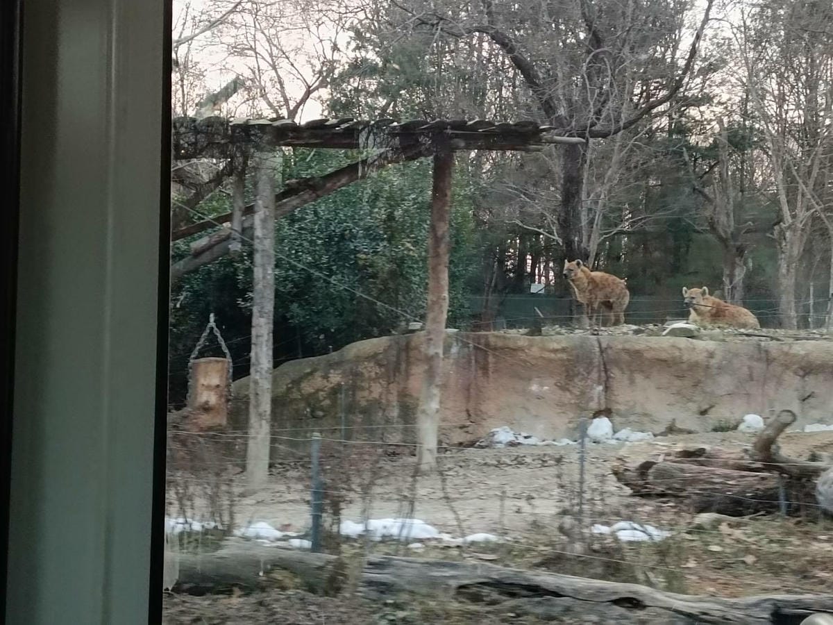 鬣狗,에버랜드,野生動物區 鬣狗,에버랜드,野生動物區