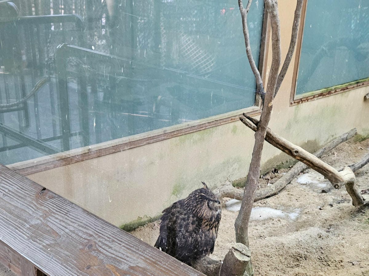 貓頭鷹,鳥類區,愛寶動物園 貓頭鷹,鳥類區,愛寶動物園