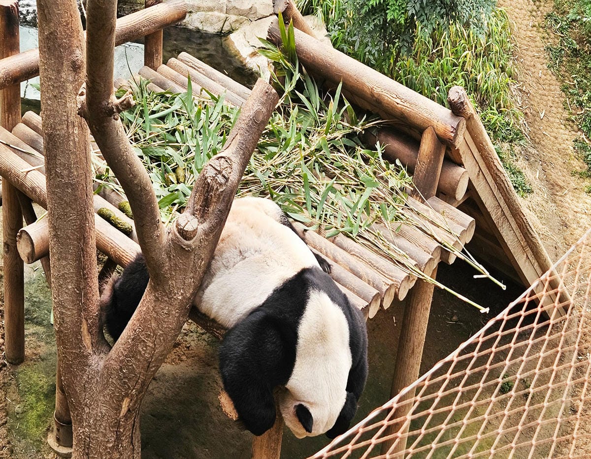 熊貓,愛寶家族,愛寶樂園 熊貓,愛寶家族,愛寶樂園