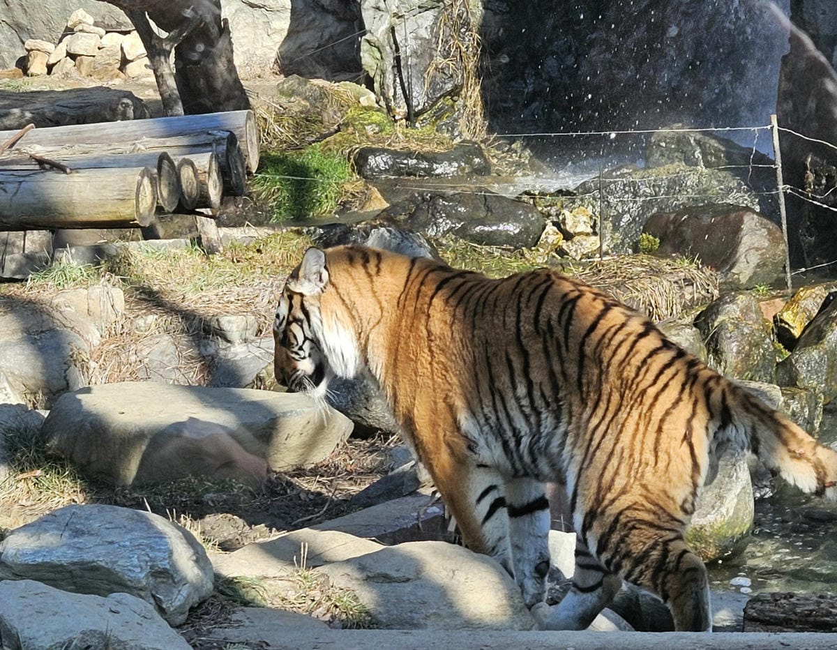 老虎,愛寶動物園,韓國自由行