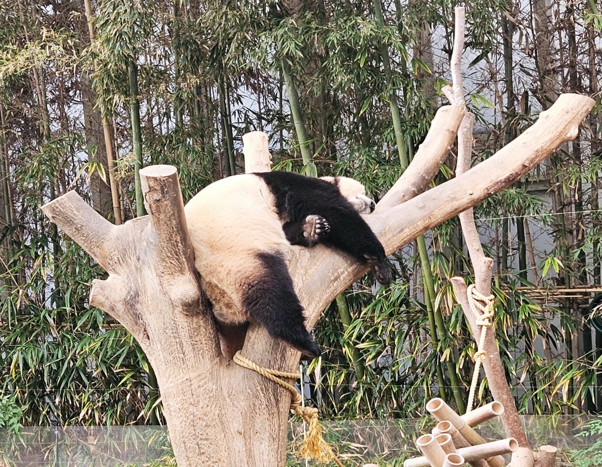 熊貓睡覺,愛寶樂園,韓國自由行