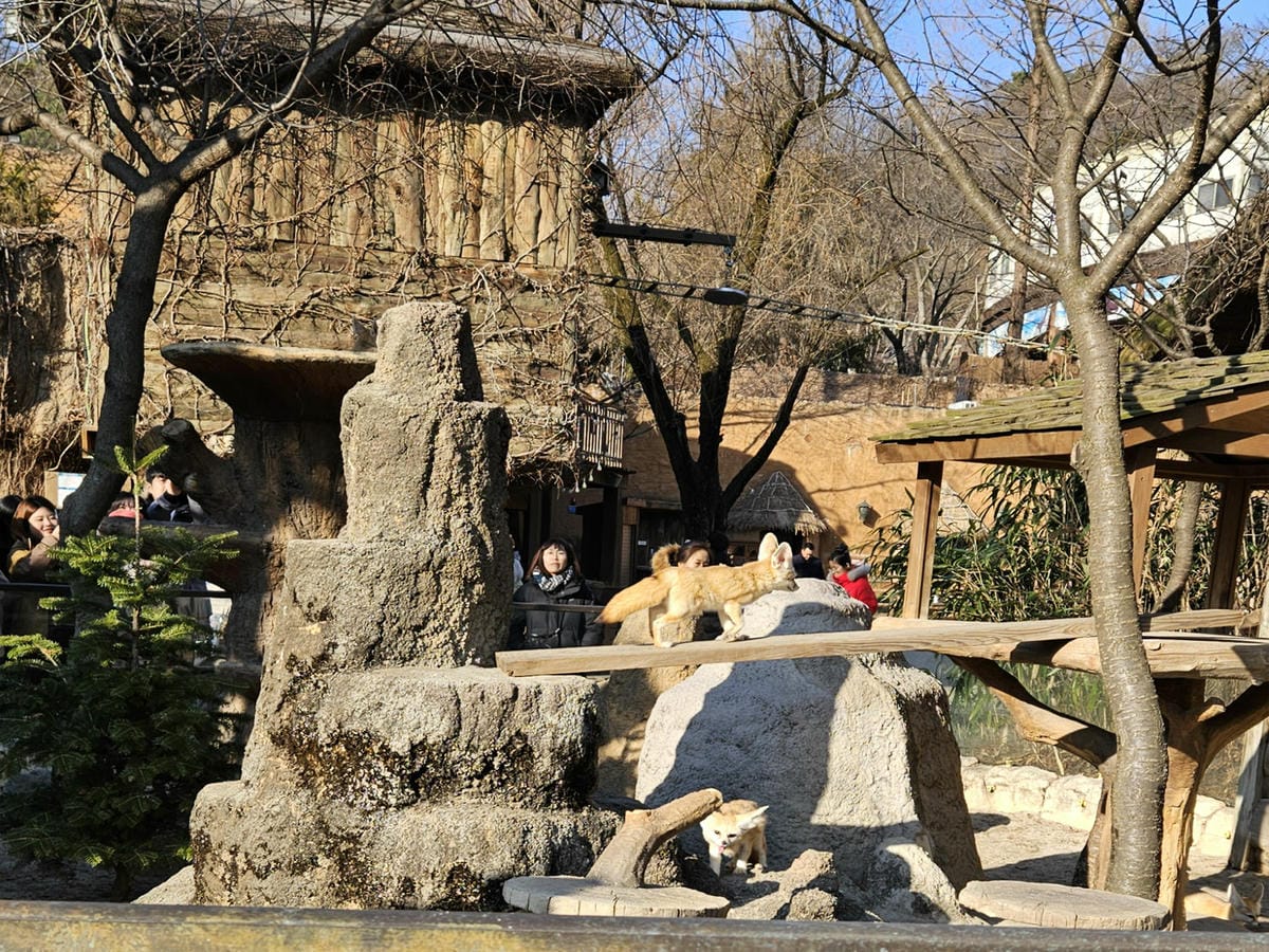 狐狸寶寶,愛寶樂園,에버랜드 狐狸寶寶,愛寶樂園,에버랜드