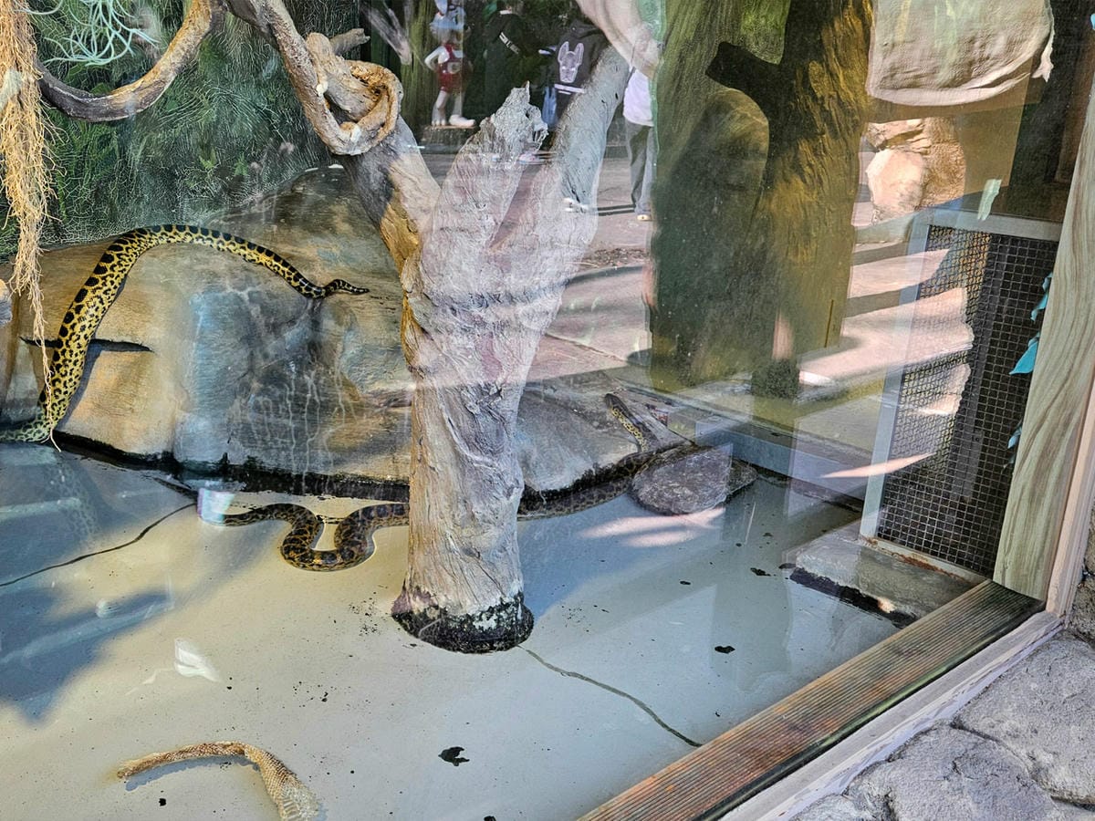 蛇,愛寶樂園,愛寶動物園