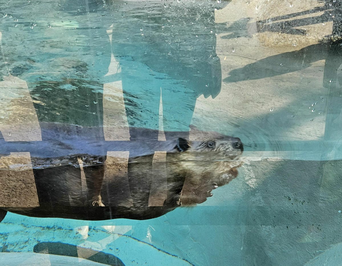 河狸,愛寶動物園,愛寶樂園韓國行 河狸,愛寶動物園,愛寶樂園韓國行