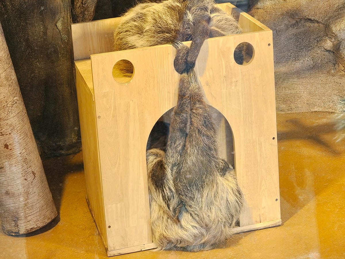 樹懶,愛寶樂園,愛寶動物區 樹懶,愛寶樂園,愛寶動物區
