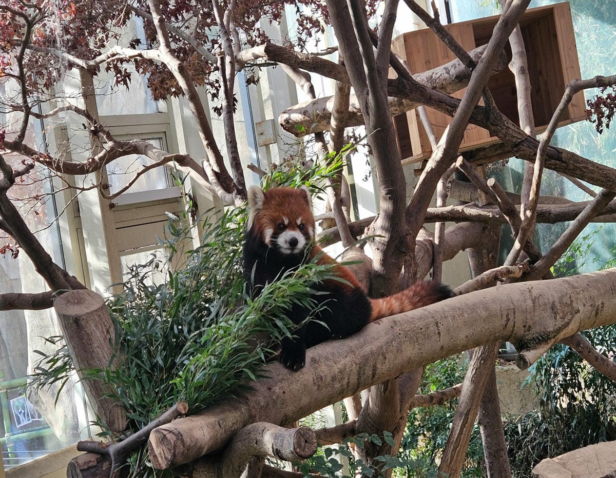 小浣熊,愛寶樂園熊貓館,韓國自由行