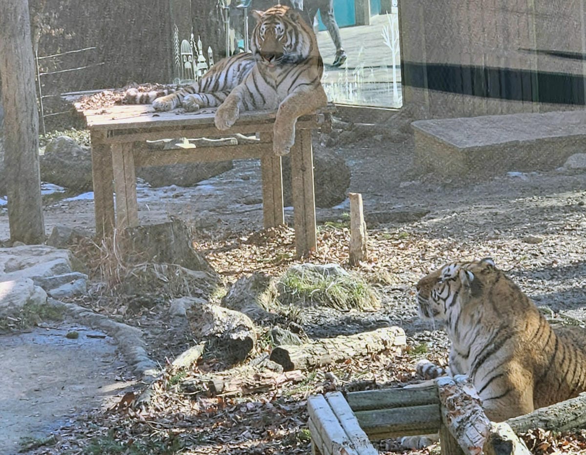 老虎,愛寶樂園動物園,韓國自由行 老虎,愛寶樂園動物園,韓國自由行
