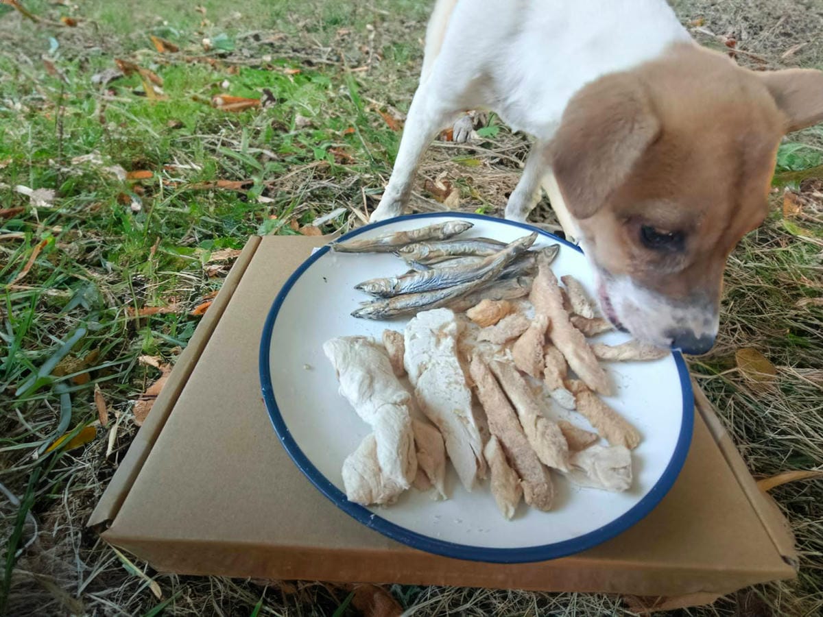 寵物凍乾,喵皇奴凍乾,狗狗零嘴進食中 寵物凍乾,喵皇奴凍乾,狗狗零嘴進食中