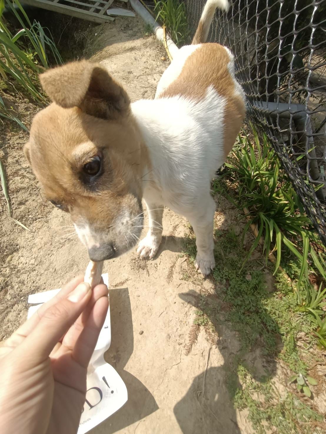 狗狗零嘴,寵物凍乾零嘴,喵皇奴毛研工事
