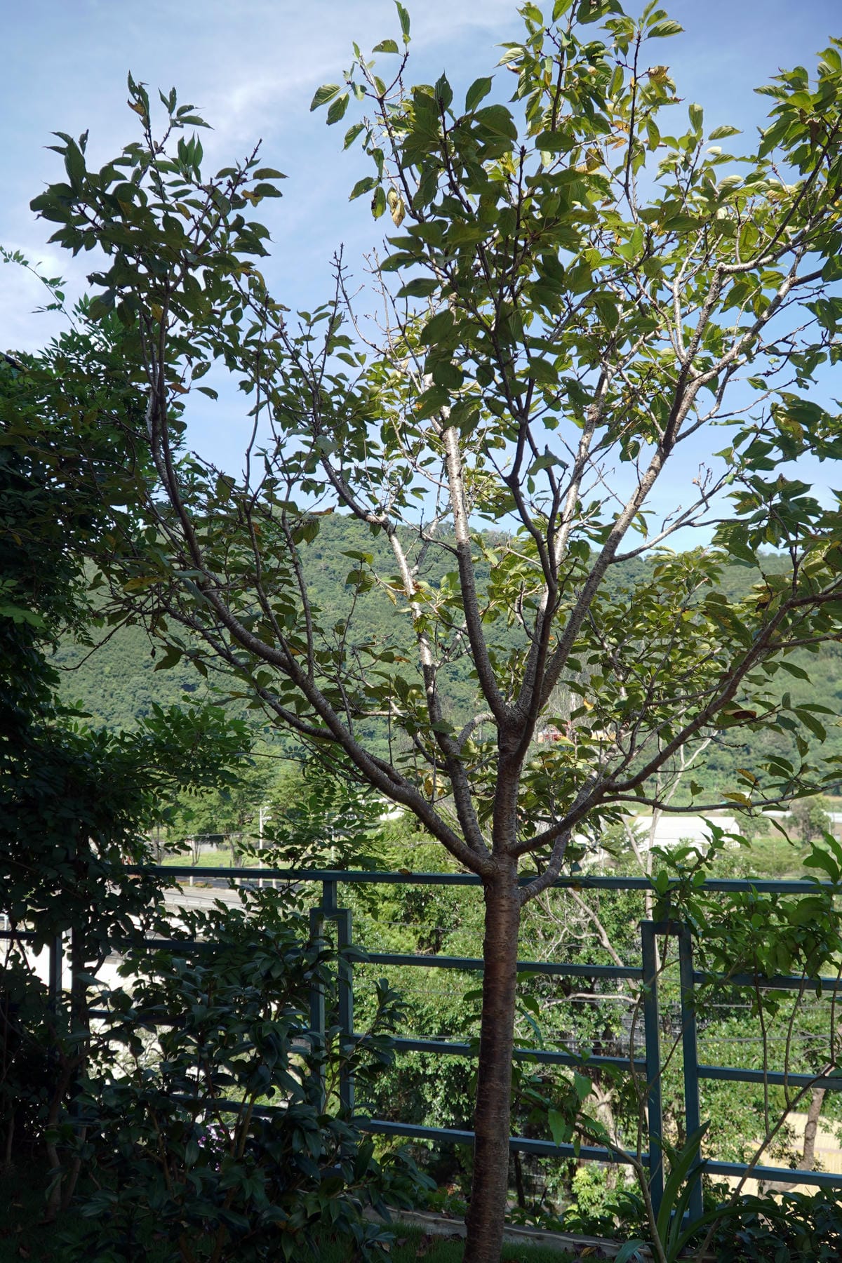 民宿植栽,大湖民宿推薦,莓景風采民宿