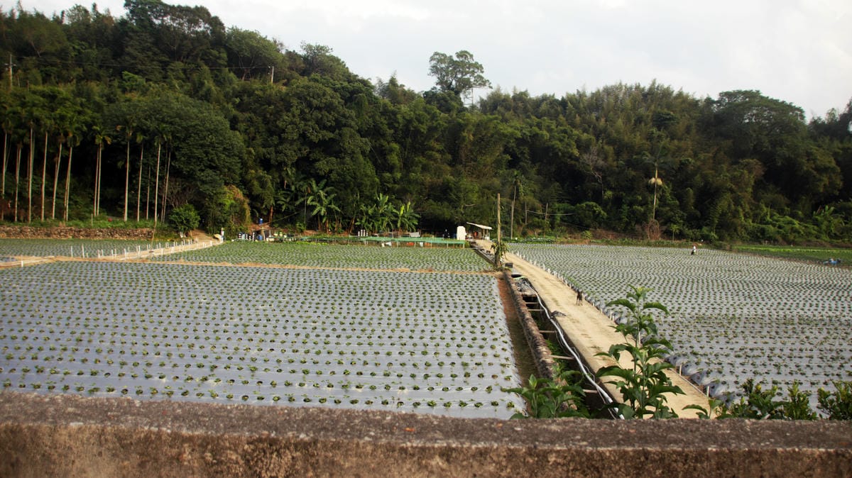 草莓田,南湖溪堤岸自行車道,大湖景點介紹