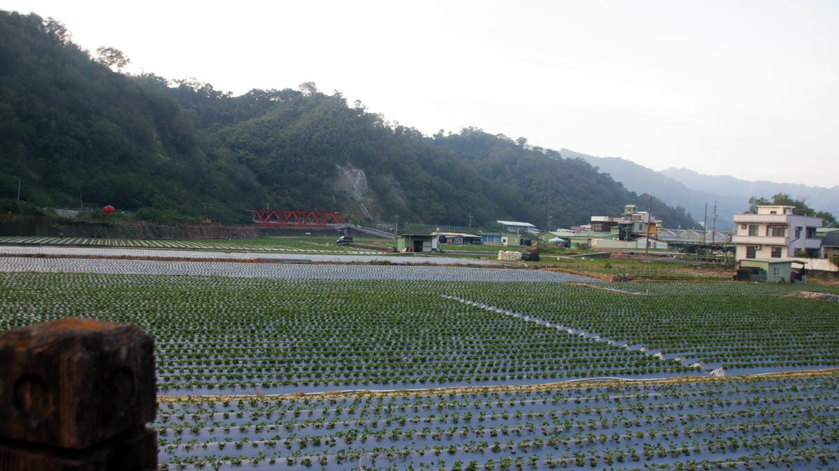 大湖草莓田,大湖景點推薦,南湖溪堤岸自行車道