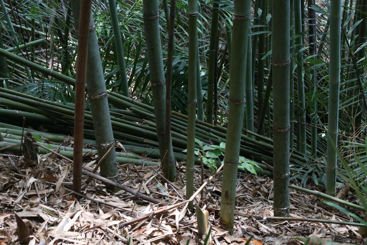 竹材,大湖竹行,竹子批發