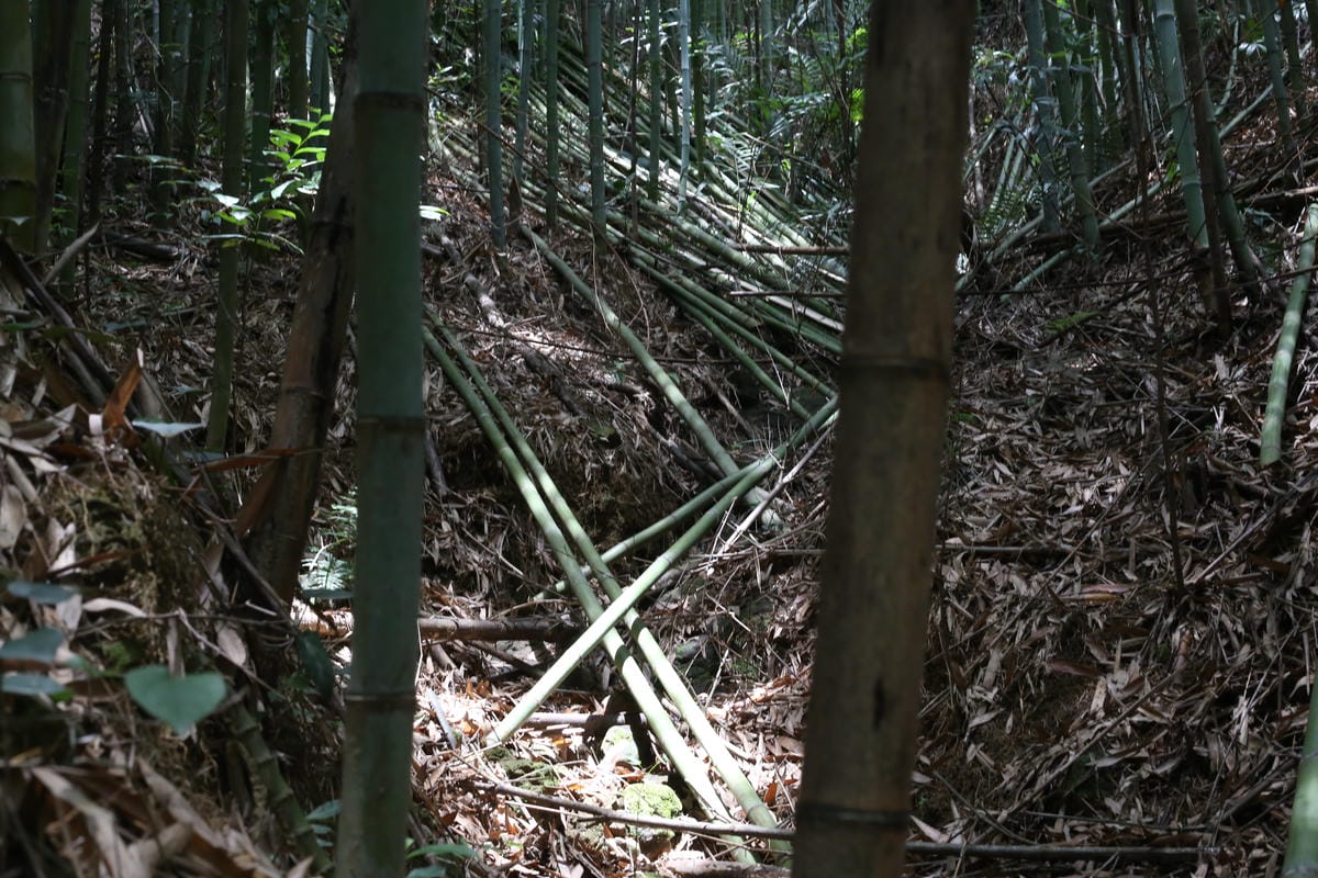 滑竹,竹子產業,大湖竹行