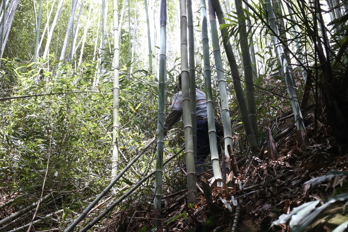 滑竹,大湖竹行,竹子批發