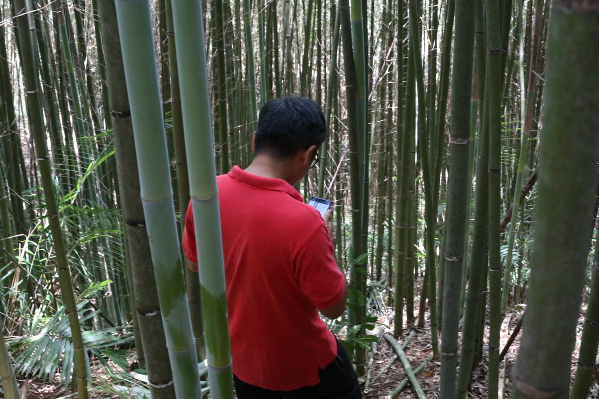 竹行老闆,大湖竹行,竹林訪談