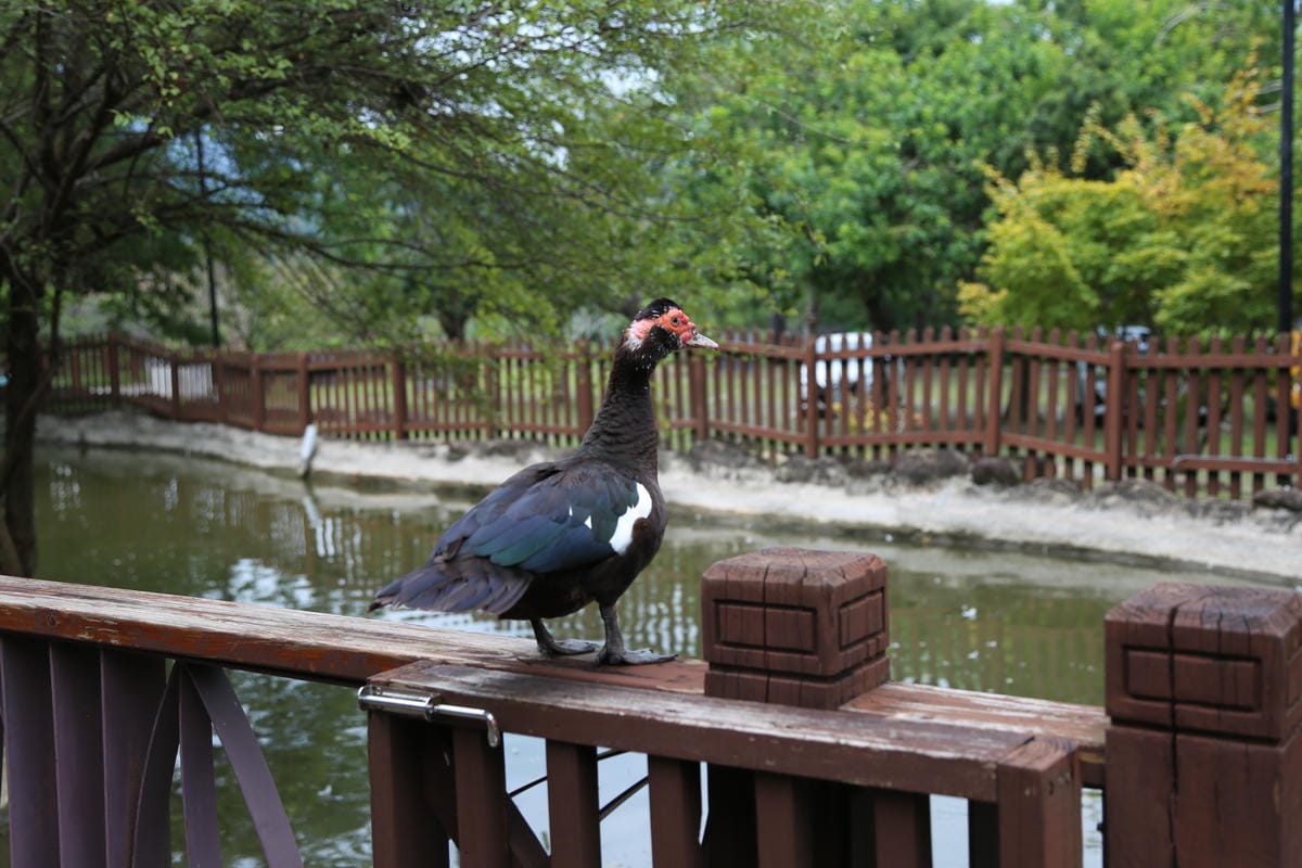 生態池,巧克力雲莊,動物互動 生態池,巧克力雲莊,動物互動