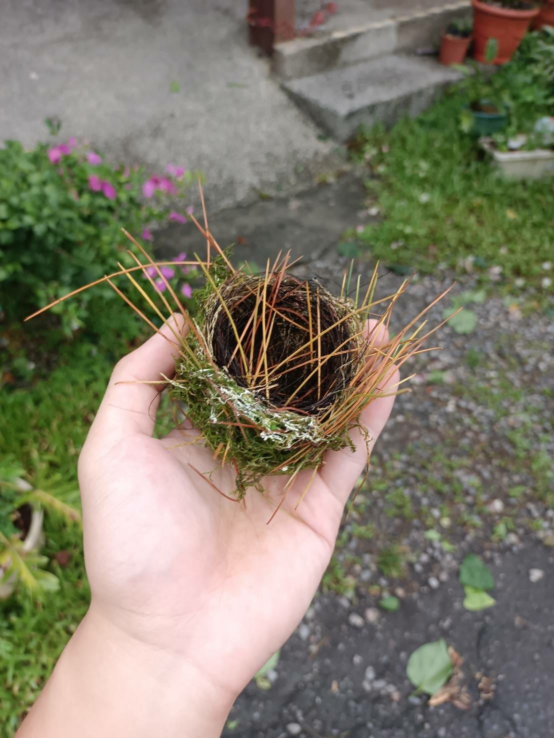 綠繡眼鳥巢,共學營活動,溪河木露營區
