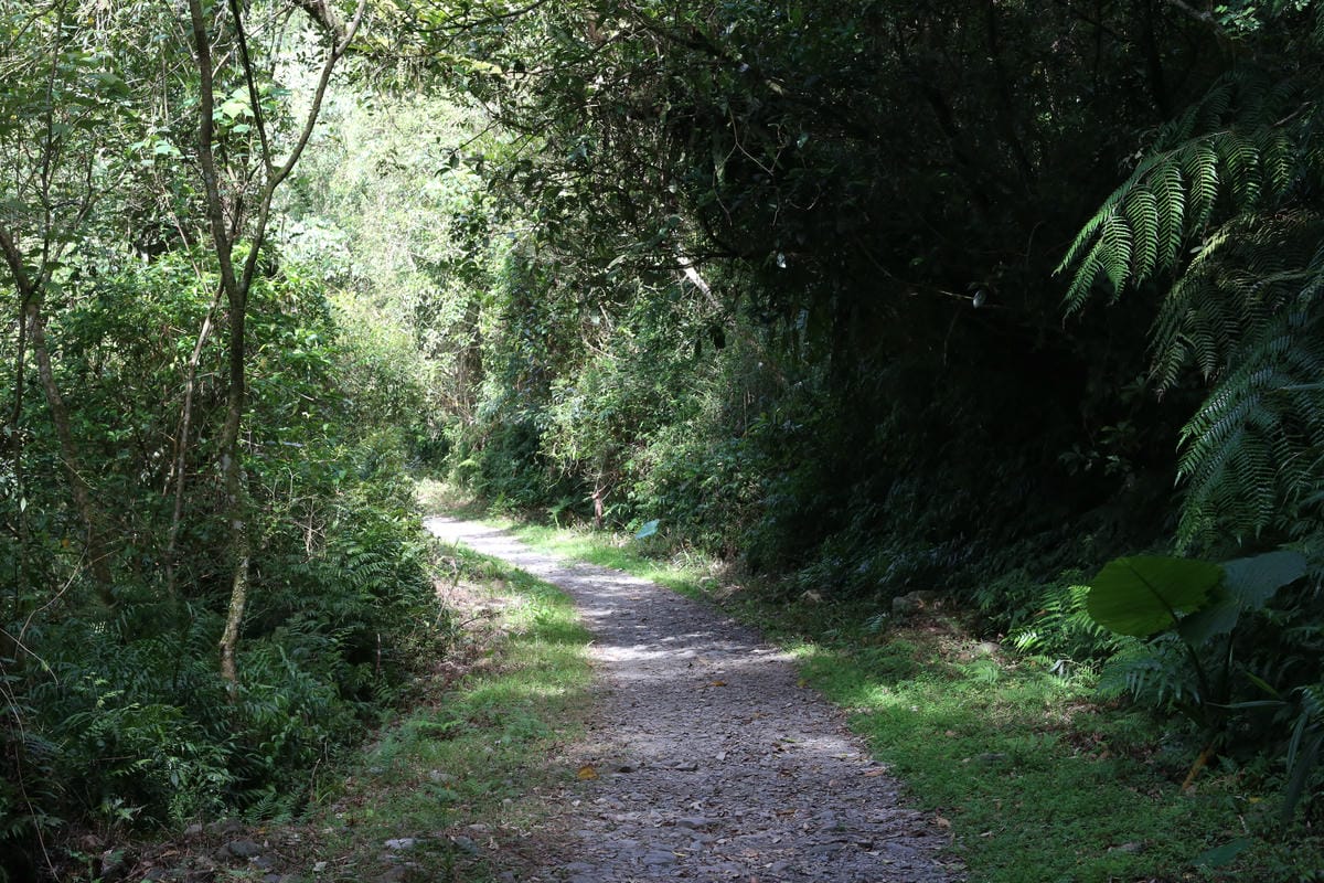 松羅步道,林蔭小路,光角共學營