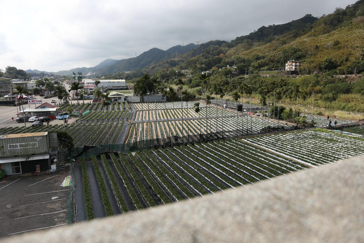 草莓田,2025草莓季,大湖草莓園 泉銘草莓園 草莓田