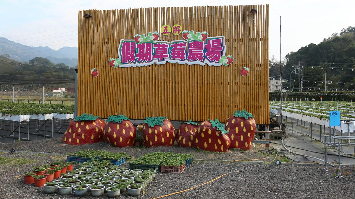 假期草莓農場,2025草莓季,大湖觀光草莓園 假期草莓農場