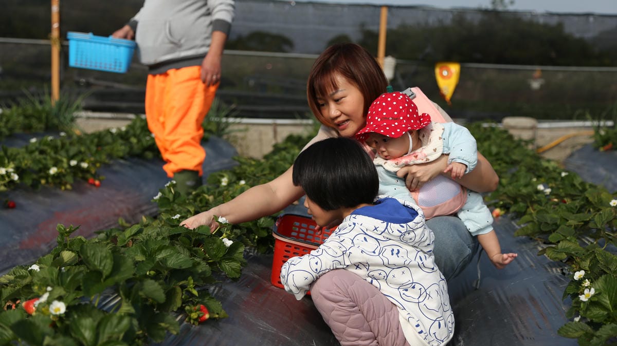 親子採草莓,大湖草莓,隱藏版草莓園 大湖親子採草莓
