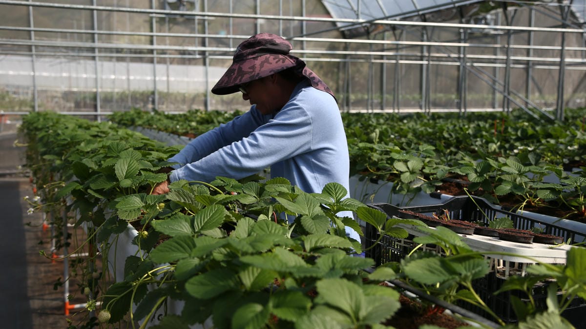有機草莓農場,汀彬草莓,大湖草莓園推薦 大湖有機草莓園推薦|汀彬有機草莓農場