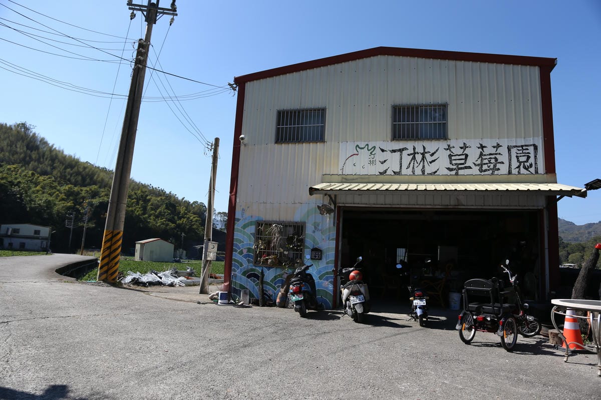 汀彬草莓園,有機草莓,大湖採草莓 汀彬有機草莓農場 採草莓現場