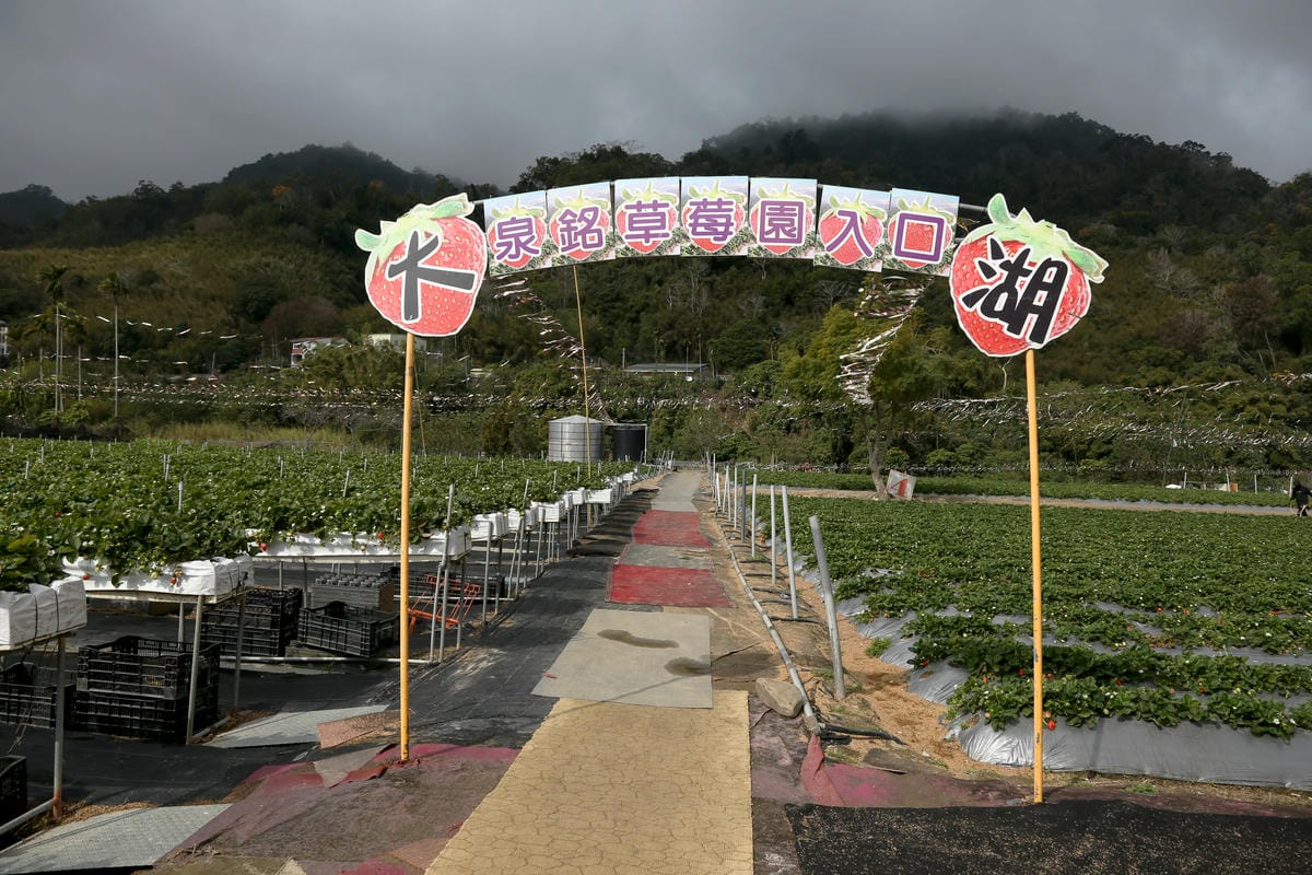 泉銘草莓園,大湖採草莓,2025草莓季 泉銘草莓園 採草莓