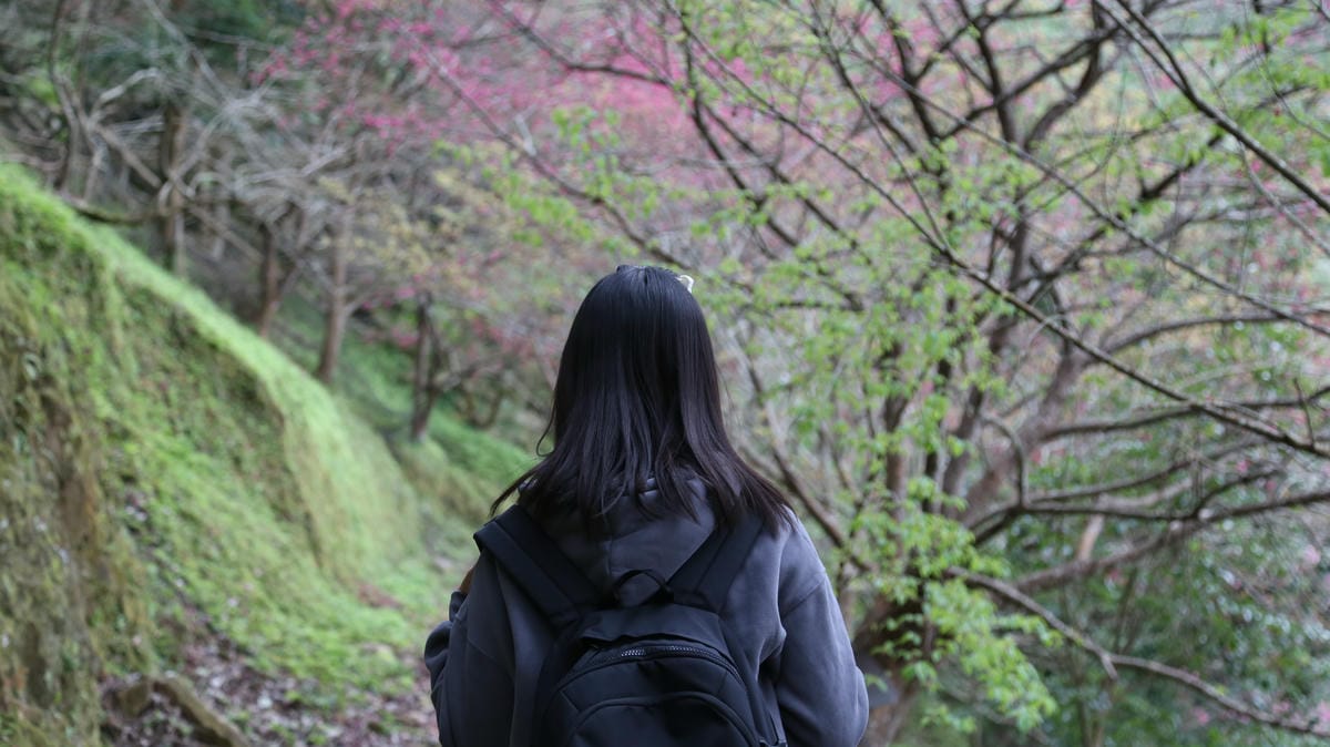 櫻花步道,想當年露營區,泰安露營推薦