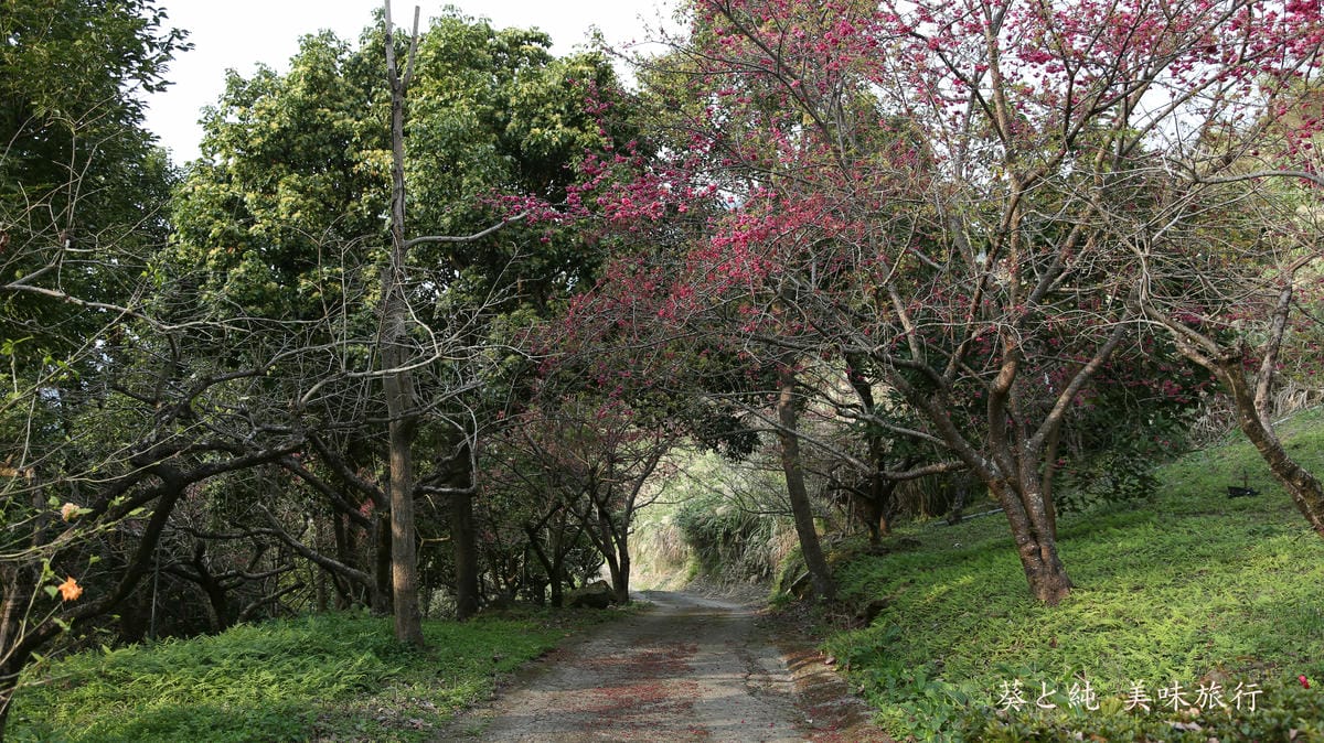 營地入口,想當年露營區,泰安賞花景點