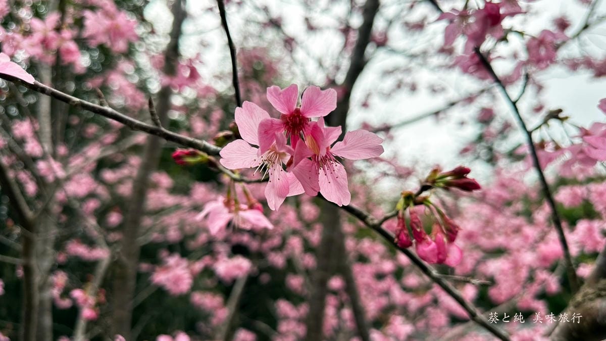 花海,想當年露營區,露營區實拍