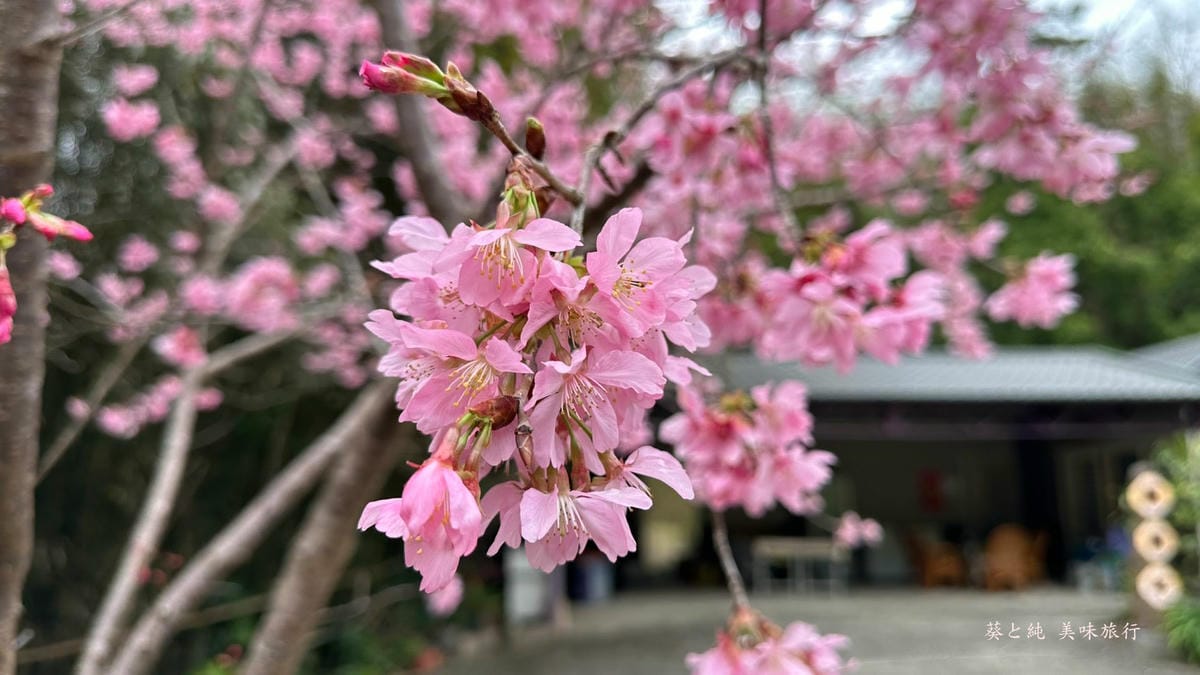 櫻花,想當年露營區,露營體驗
