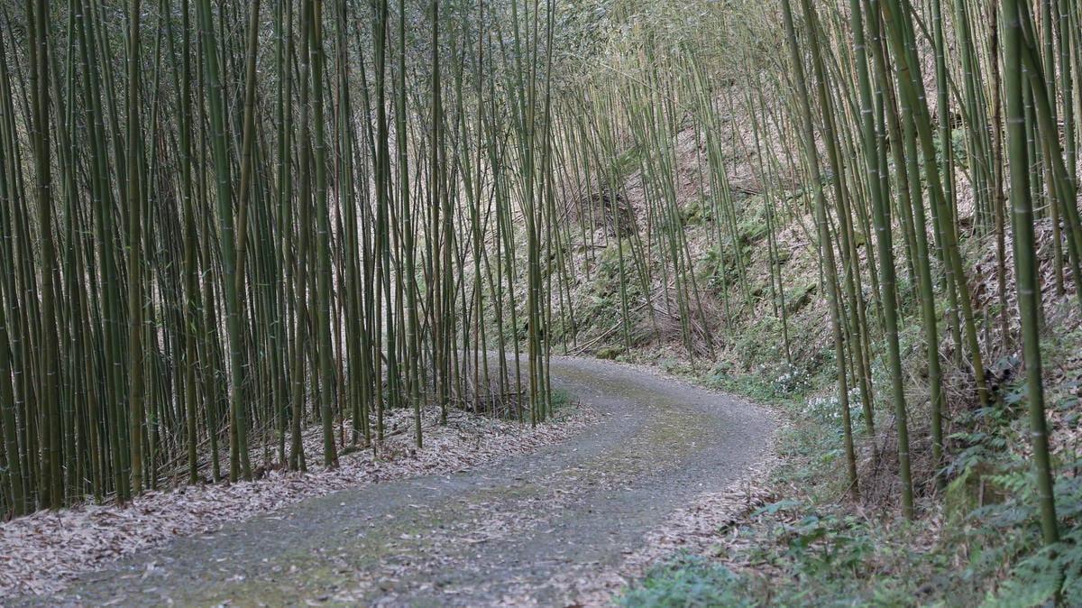竹林小徑,想當年露營區,露營推薦
