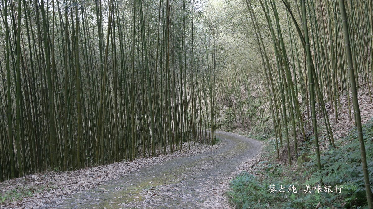 竹林小徑,往想當年露營區,泰安景點