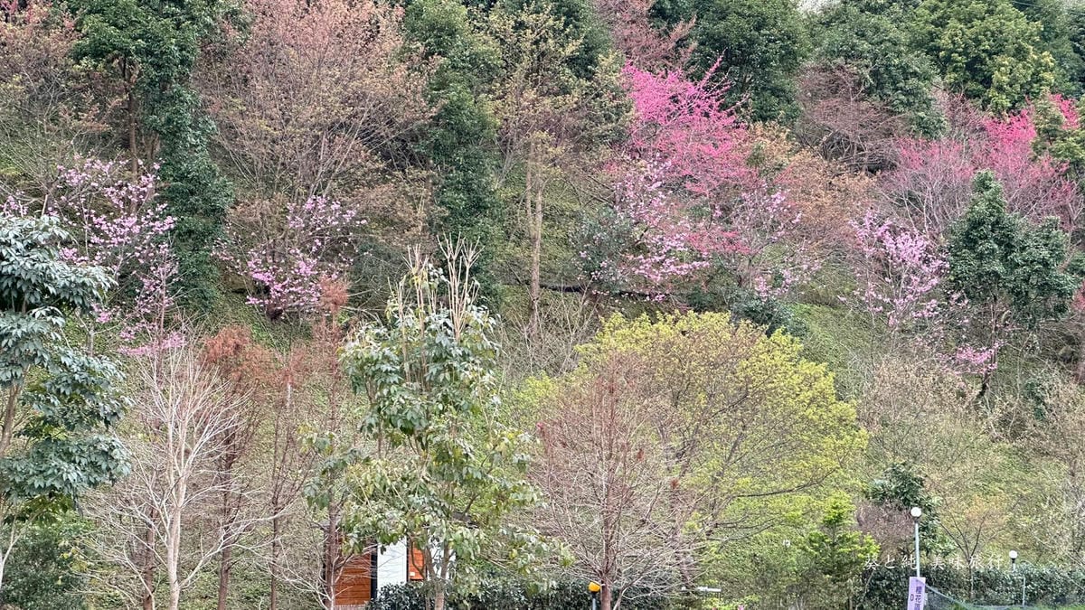 櫻花秘境,想當年露營區,泰安景點