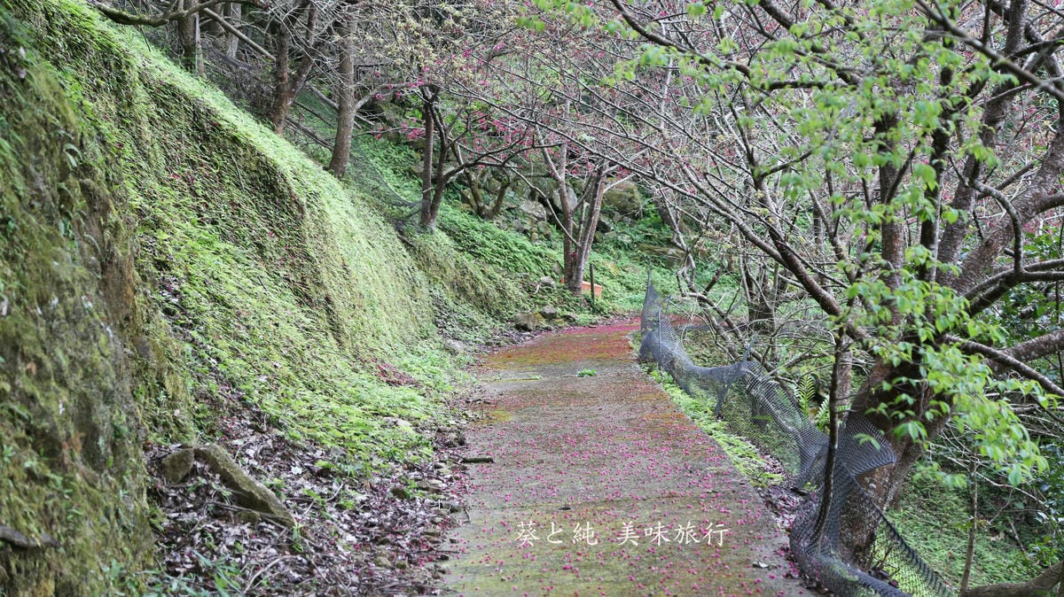 櫻花步道,想當年露營區,泰安露營體驗