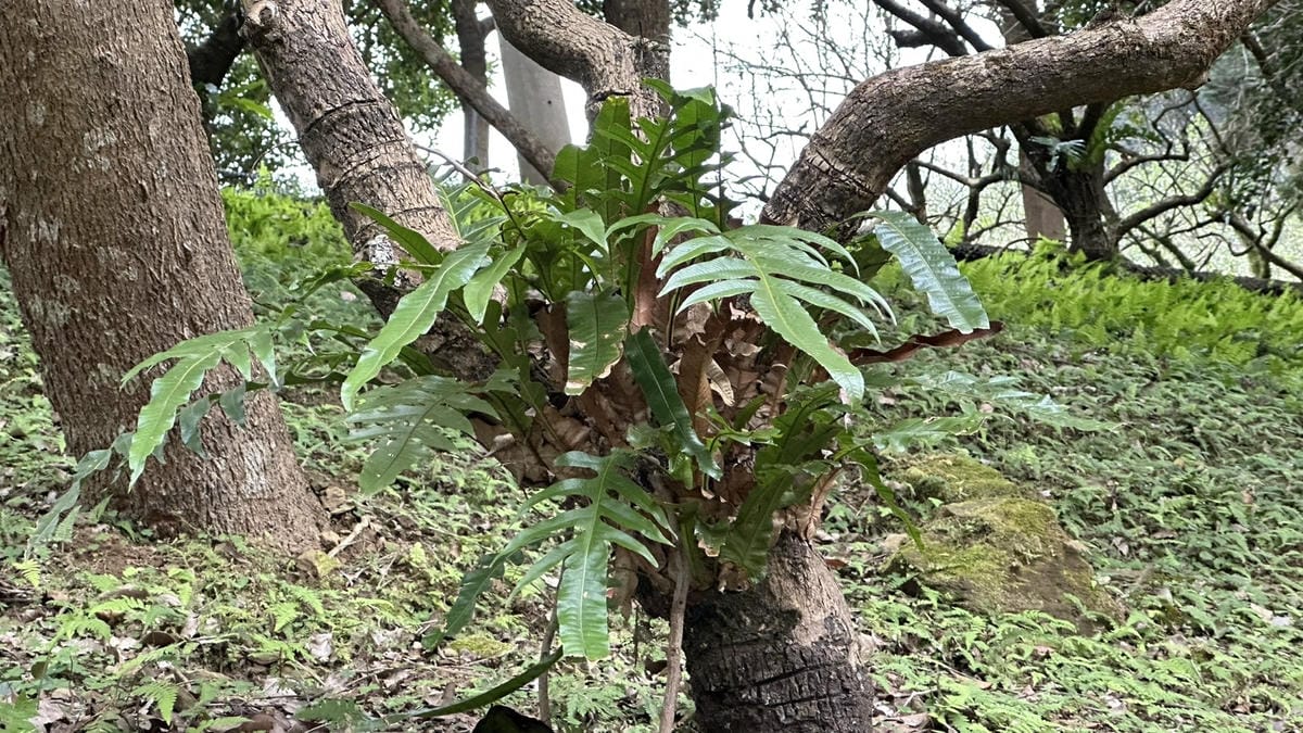 鹿角蕨,綠植養護,想當年露營區