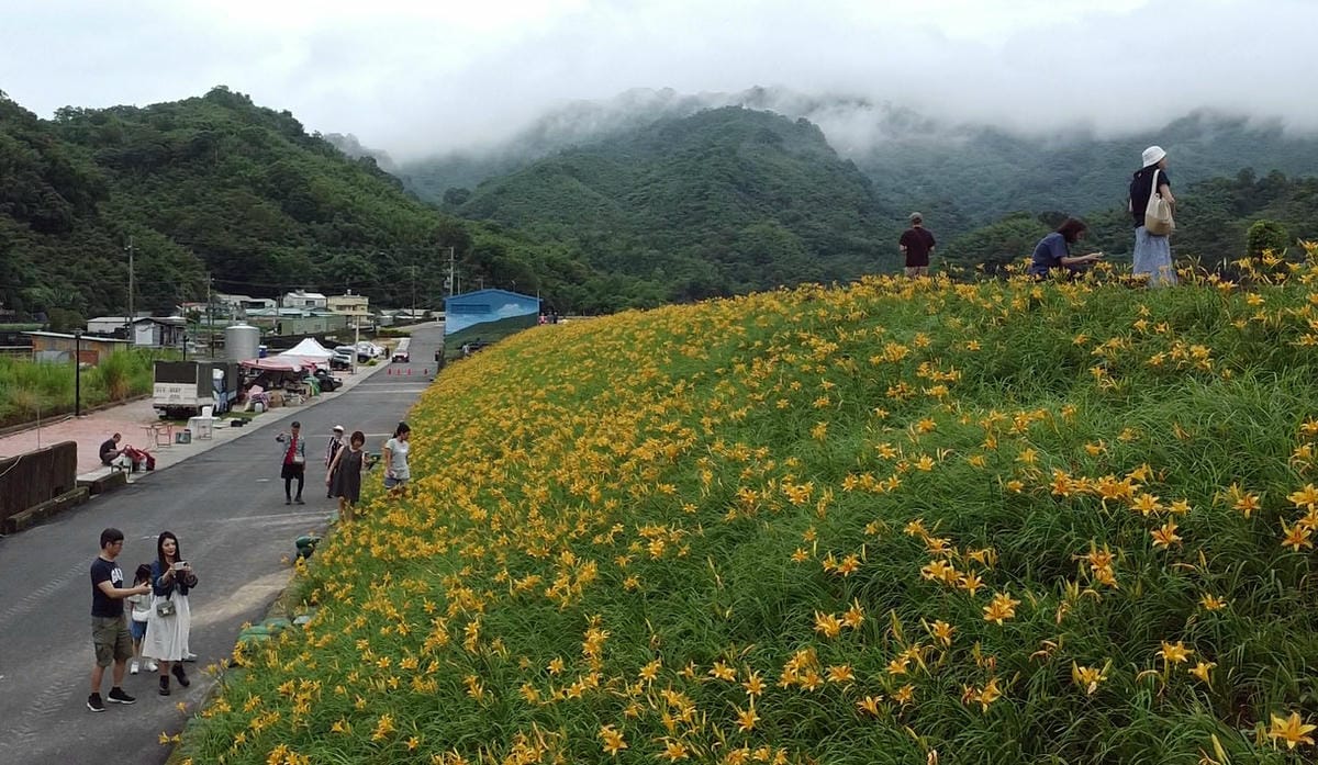 goldenlily-大湖金針花堤防-金針花市集 goldenlily-大湖金針花堤防-金針花市集