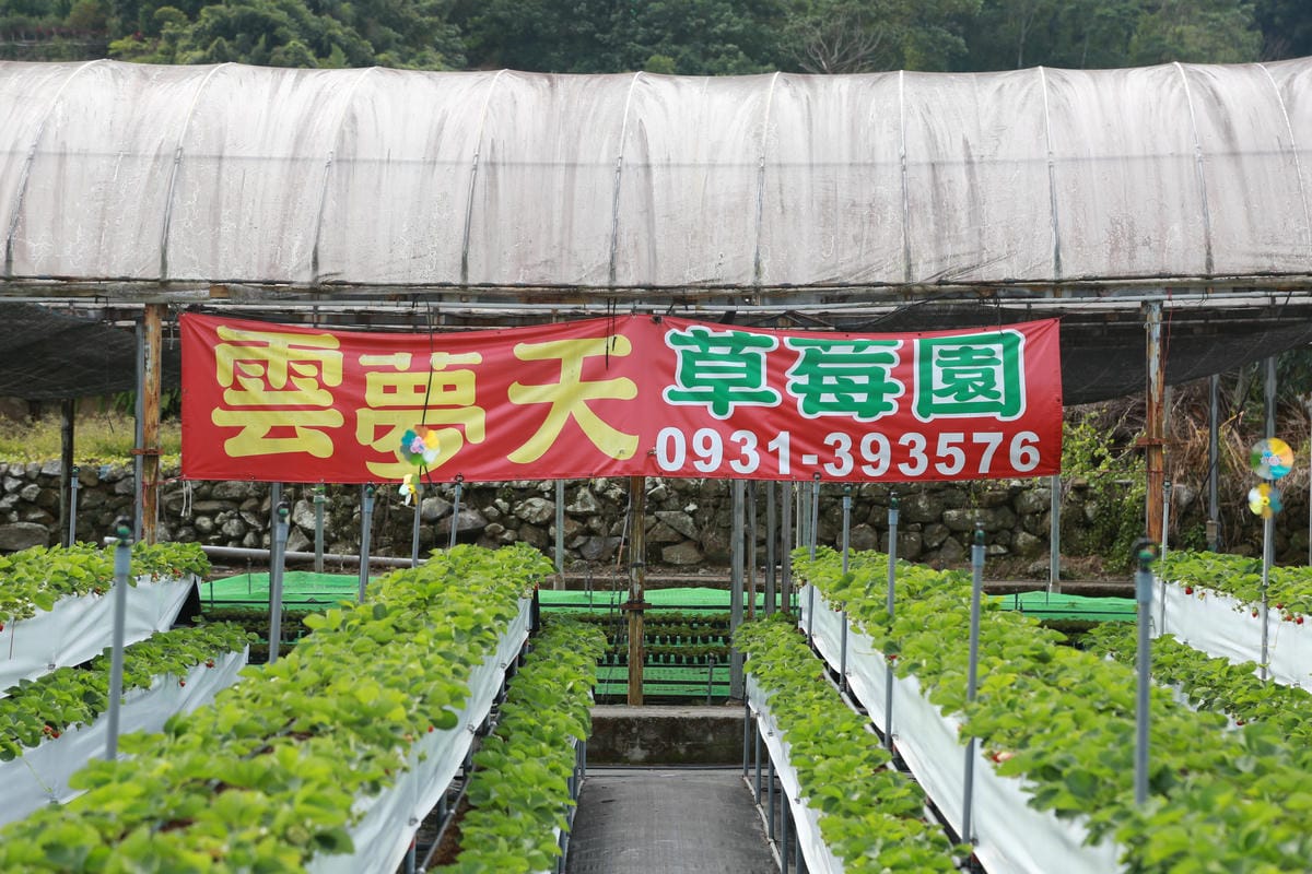 招牌,雲夢天草莓園的招牌,介紹大湖採草莓 招牌,雲夢天草莓園的招牌,介紹大湖採草莓